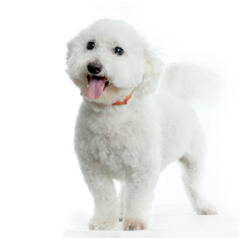 bichon_standing